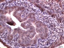 Manic Fringe/MFNG Rabbit anti-Human, Polyclonal, Bioss 100 &mu;L; Unconjugated:Antibodies,