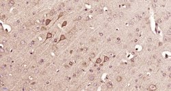 14-3-3 beta Rabbit anti-Human, Polyclonal, Bioss 100 &mu;L; Unconjugated:Antibodies,