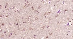 14-3-3 beta Rabbit anti-Human, Polyclonal, Bioss 100 &mu;L; Unconjugated:Antibodies,