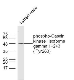 Phospho-Casein kinase 1 isoforms gamma 1/2/3 (Tyr263) Rabbit anti-Human