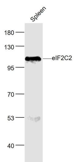 eIF2C2/Ago2 Polyclonal Antibody, Bioss 100 &mu;L; Unconjugated:Antibodies,