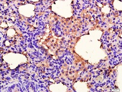 ANKK1 Rabbit anti-Human, Polyclonal, Bioss 100 &mu;L; Unconjugated:Antibodies,