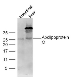 Apolipoprotein O Rabbit anti-Human, Polyclonal, Bioss 100 &mu;L; Unconjugated:Antibodies,