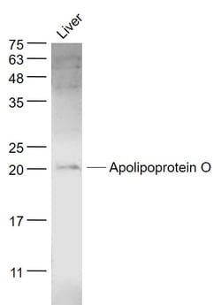 Apolipoprotein O Rabbit anti-Human, Polyclonal, Bioss 100 &mu;L; Unconjugated:Antibodies,