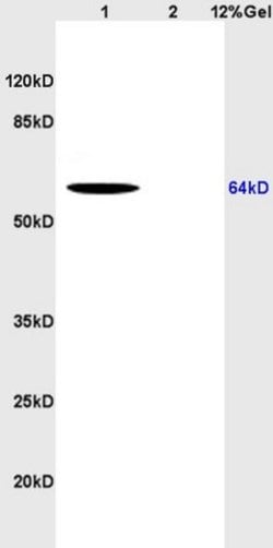 CD166 Rabbit anti-Human, Polyclonal, Bioss 100 &mu;L; Unconjugated:Antibodies,