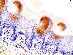 AQP3 Rabbit anti-Human, Polyclonal, Bioss 100 &mu;L; Unconjugated:Antibodies,