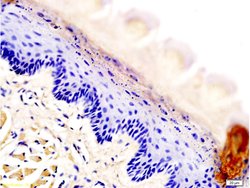 AQP3 Rabbit anti-Human, Polyclonal, Bioss 100 &mu;L; Unconjugated:Antibodies,
