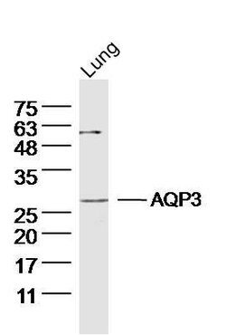 AQP3 Rabbit anti-Human, Polyclonal, Bioss 100 &mu;L; Unconjugated:Antibodies,