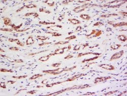 PRAM1 Rabbit anti-Human, Polyclonal, Bioss 100 &mu;L; Unconjugated:Antibodies,