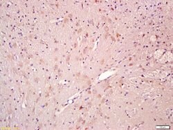 CNTF Rabbit anti-Human, Polyclonal, Bioss 100 &mu;L; Unconjugated:Antibodies,