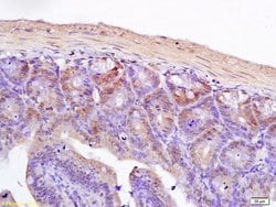 TCF7L2 Rabbit anti-Human, Polyclonal, Bioss 100 &mu;L; Unconjugated:Antibodies,