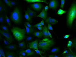 XIAP/BIRC4 Rabbit anti-Human, Polyclonal, Bioss 100 &mu;L; Unconjugated:Antibodies,