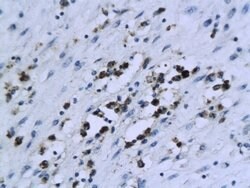 XIAP/BIRC4 Rabbit anti-Human, Polyclonal, Bioss 100 &mu;L; Unconjugated:Antibodies,