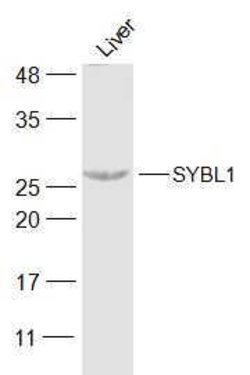 SYBL1 Rabbit anti-Human, Polyclonal, Bioss 100 &mu;L; Unconjugated:Antibodies,