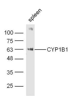 CYP1B1 Rabbit anti-Human, Polyclonal, Bioss 100 &mu;L; Unconjugated:Antibodies,