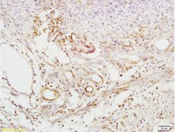 Defensin beta 2/DEFB2/HBD-2 Rabbit anti-Mouse, Polyclonal, Bioss 100 &mu;L;