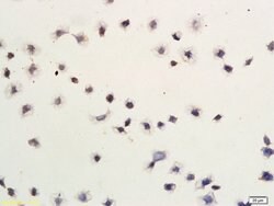 Smac/DIABLO Rabbit anti-Human, Polyclonal, Bioss 100 &mu;L; Unconjugated:Antibodies,