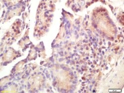 Smac/DIABLO Rabbit anti-Human, Polyclonal, Bioss 100 &mu;L; Unconjugated:Antibodies,
