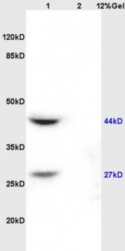 Smac/DIABLO Rabbit anti-Human, Polyclonal, Bioss 100 &mu;L; Unconjugated:Antibodies,