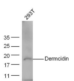 Dermcidin/DCD Rabbit anti-Human, Polyclonal, Bioss 100 &mu;L; Unconjugated:Antibodies,