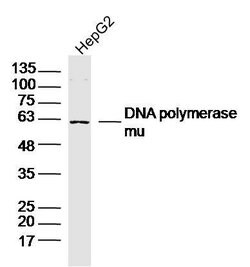 DNA polymerase mu Rabbit anti-Human, Polyclonal, Bioss 100 &mu;L; Unconjugated:Antibodies,