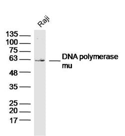 DNA polymerase mu Rabbit anti-Human, Polyclonal, Bioss 100 &mu;L; Unconjugated:Antibodies,