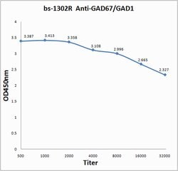 GAD67/GAD1 Rabbit anti-Human, Polyclonal, Bioss 100 &mu;L; Unconjugated:Antibodies,