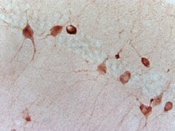 GAD67/GAD1 Rabbit anti-Human, Polyclonal, Bioss 100 &mu;L; Unconjugated:Antibodies,