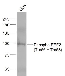 Phospho-EEF2 (Thr56, Thr58) Rabbit anti-Human Mouse Rat, Polyclonal, Bioss