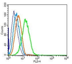 CCR7/CD197 Rabbit anti-Human, Polyclonal, Bioss 100 &mu;L; Unconjugated:Antibodies,