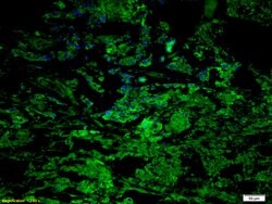 CCR7/CD197 Rabbit anti-Human, Polyclonal, Bioss 100 &mu;L; Unconjugated:Antibodies,