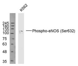Phospho-eNOS (Ser633) Rabbit anti-Human, Polyclonal, Bioss 100 &mu;L; Unconjugated:Antibodies,