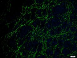 ETL/ELTD1 Rabbit anti-Human, Polyclonal, Bioss 100 &mu;L; Unconjugated:Antibodies,