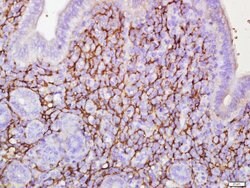 ETL/ELTD1 Rabbit anti-Human, Polyclonal, Bioss 100 &mu;L; Unconjugated:Antibodies,