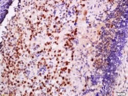 EXOSC10/PMSCL2 Rabbit anti-Human, Polyclonal, Bioss 100 &mu;L; Unconjugated:Antibodies,