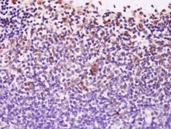 EXOSC10/PMSCL2 Rabbit anti-Human, Polyclonal, Bioss 100 &mu;L; Unconjugated:Antibodies,