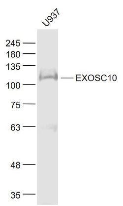 EXOSC10/PMSCL2 Rabbit anti-Human, Polyclonal, Bioss 100 &mu;L; Unconjugated:Antibodies,
