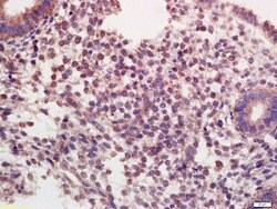 Oxytocin R Rabbit anti-Human, Polyclonal, Bioss 100 &mu;L; Unconjugated:Antibodies,