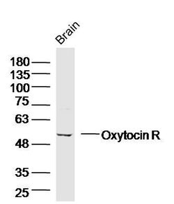 Oxytocin R Rabbit anti-Human, Polyclonal, Bioss 100 &mu;L; Unconjugated:Antibodies,