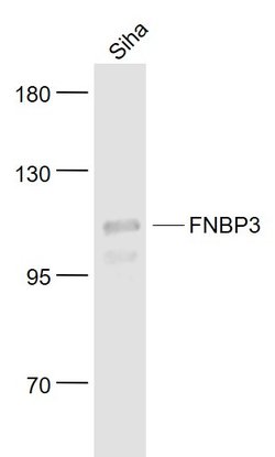FNBP3 Rabbit anti-Human, Polyclonal, Bioss 100 &mu;L; Unconjugated:Antibodies,