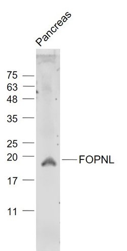 FOPNL/C16orf63 Rabbit anti-Human, Polyclonal, Bioss 100 &mu;L; Unconjugated:Antibodies,