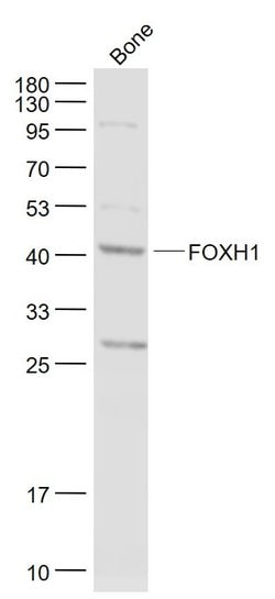 FOXH1 Rabbit anti-Human, Polyclonal, Bioss 100 &mu;L; Unconjugated:Antibodies,