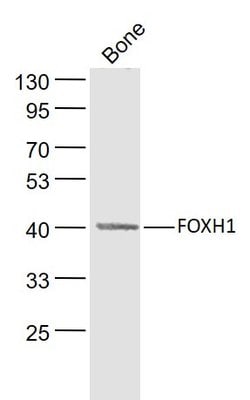 FOXH1 Rabbit anti-Human, Polyclonal, Bioss 100 &mu;L; Unconjugated:Antibodies,