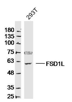 FSD1L/CCDC10 Rabbit anti-Human, Polyclonal, Bioss 100 &mu;L; Unconjugated:Antibodies,