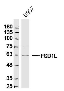 FSD1L/CCDC10 Rabbit anti-Human, Polyclonal, Bioss 100 &mu;L; Unconjugated:Antibodies,