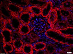 FZD3/Frizzled 3 Rabbit anti-Human, Polyclonal, Bioss 100 &mu;L; Unconjugated:Antibodies,