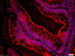 FZD3/Frizzled 3 Rabbit anti-Human, Polyclonal, Bioss 100 &mu;L; Unconjugated:Antibodies,