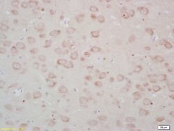 FZD3/Frizzled 3 Rabbit anti-Human, Polyclonal, Bioss 100 &mu;L; Unconjugated:Antibodies,