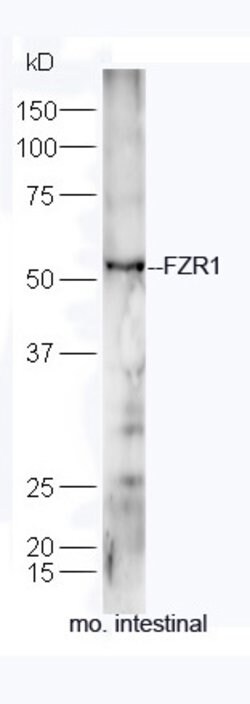 FZR1/CDC20C Rabbit anti-Human, Polyclonal, Bioss 100 &mu;L | Buy Online | Bioss | Fisher Scientific
