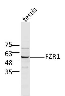 FZR1/CDC20C Rabbit anti-Human, Polyclonal, Bioss 100 &mu;L | Buy Online | Bioss | Fisher Scientific